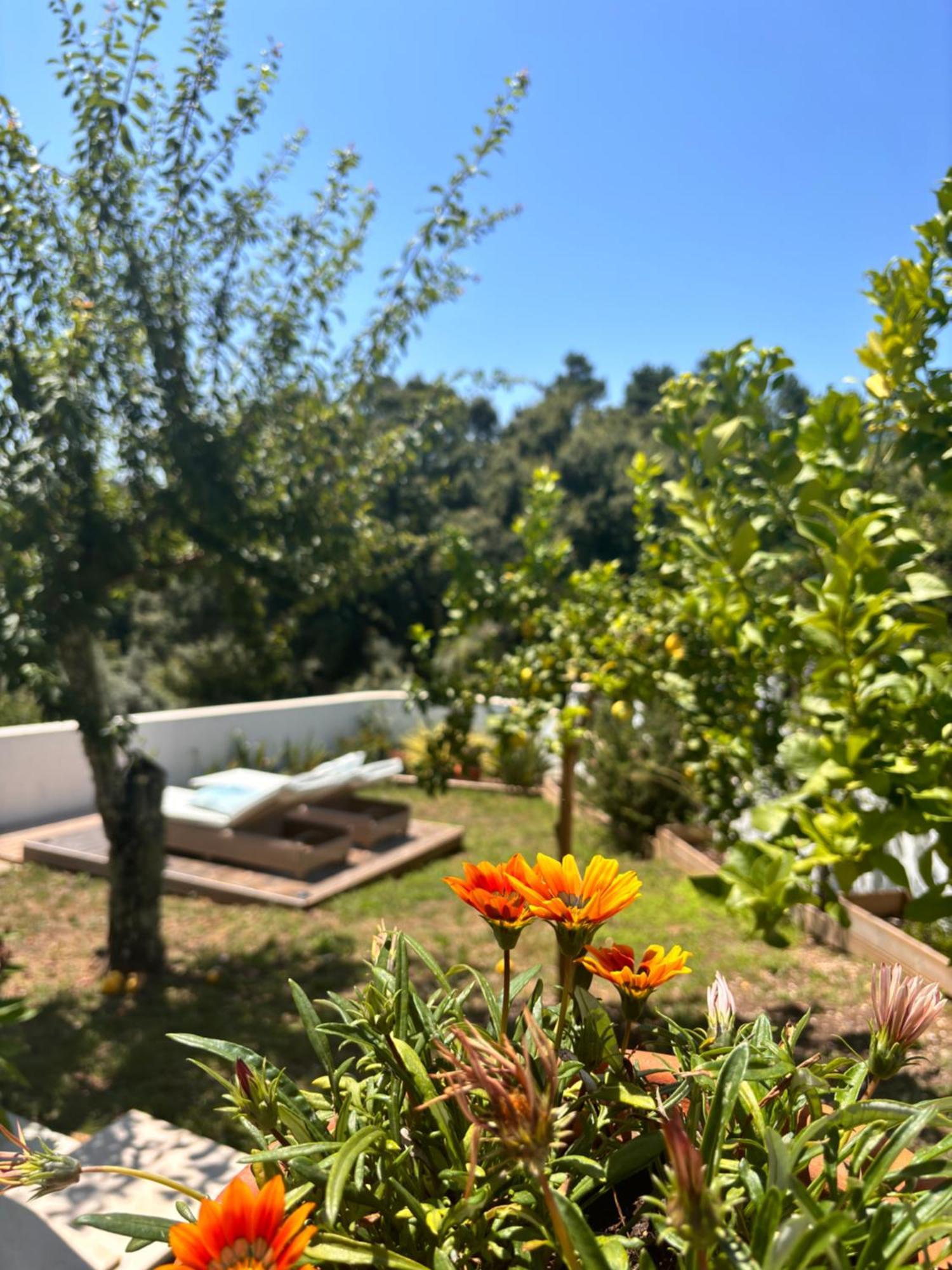 לינה וארוחת בוקר פדרוגאו גראנדה Casa Da Oliveira מראה חיצוני תמונה